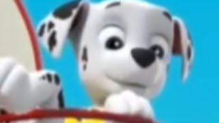 Top 5 Top 5 Paw Patrol