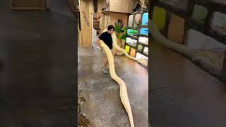 Albino Burmese Python #shorts