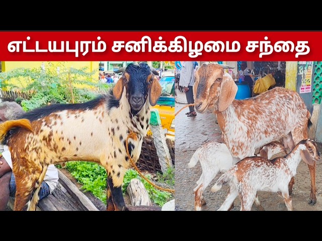 எட்டயபுரம் சனிக்கிழமை சந்தை விலை நிலவரம் 
