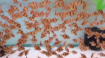3 Loại Cá Tứ Vân - Cá XeCan (Tiger barb - Sumatra barb)