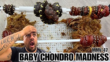 INSANE Baby Green Tree Pythons Just Hatching Out With MJ Of The Trap