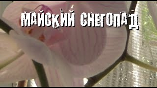 Майский снегопад