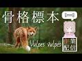 【作業配信】狐の骨格標本作成 詩花羽なぬの #vtuber