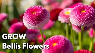 Famous How To Grow English Daisies (Bellis) That Bloom All Year! Wealth