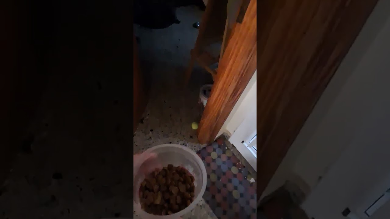 YR+SAKURA VIRALCATHOG GORDA BELLA CHAMPIONS RACING