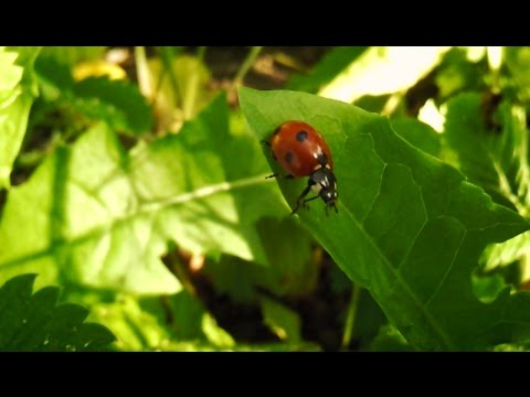 Божьи коровки, описание. Coccinellidae, ladybugs, lady-beetle description