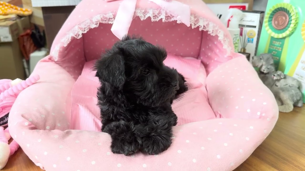 ミニチュアシュナウザー　セラン2ちゃん❤️