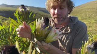 The promiscuous Protea (Protea longifolia)