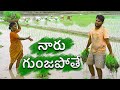 Village paddy farming | my village show sankranti special comedy