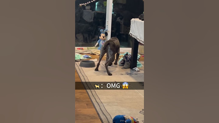 A dog's worst enemy: children's toys!#dog #doglover #funny #funnyvideos #foryou #fypage   #dogs