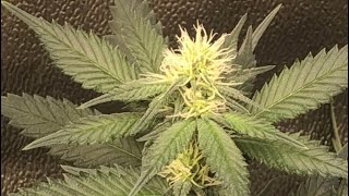 Raubmilbenzucht Update und 19. Blütetag Special Queen 1 von Royal Queen Seeds und CBDV Sämling 🌱