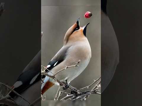 Птички гоняются за рябиной (Свиристели). Birds are chasing the mountain ash (Bohemian waxwing).