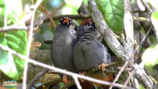 Chestnut Capped Laughing Thrush preening each other