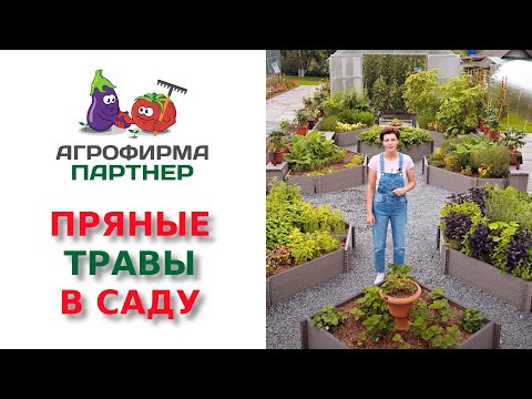 ПРЯНЫЕ ТРАВЫ В САДУ