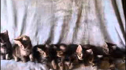 Video 10735991: maine coon kitty, maine coon litter, maine coon kitten