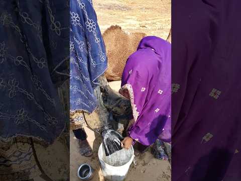 بعد أن يتم إنزال أنبوب الماء من جمل في الصحراء يتم تفريغ أنبوب الماء في دلو