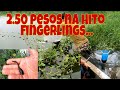 Murang hito fingerlings | Inabot ng malakas na ulan