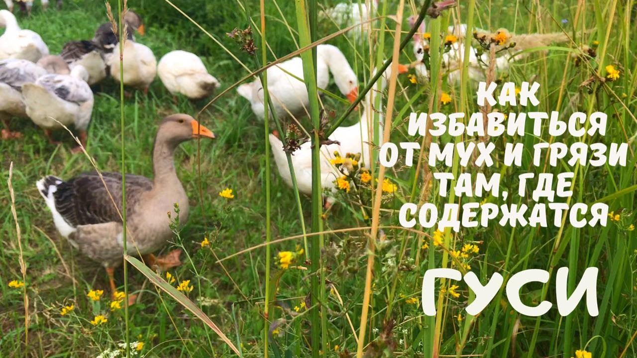 Как избавиться от Мух и Грязи там где пасутся Гуси - YouTube