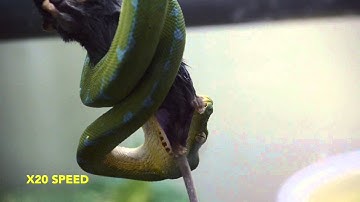 Green Tree Python Eating