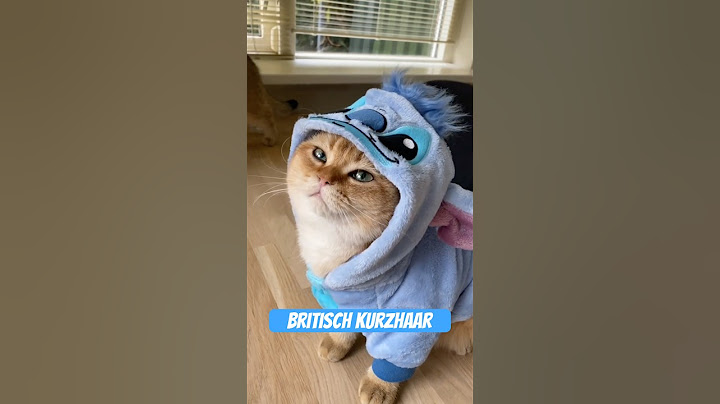 Die flauschigste Fressmaschine unter den Katzen