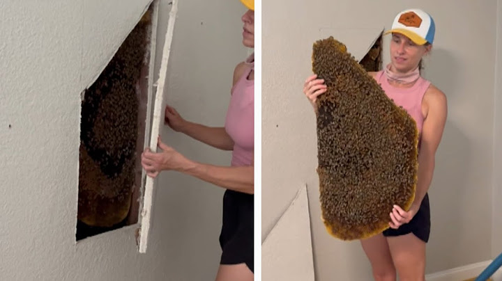 Tens of Thousands of Bees Discovered Behind Bedroom Wall