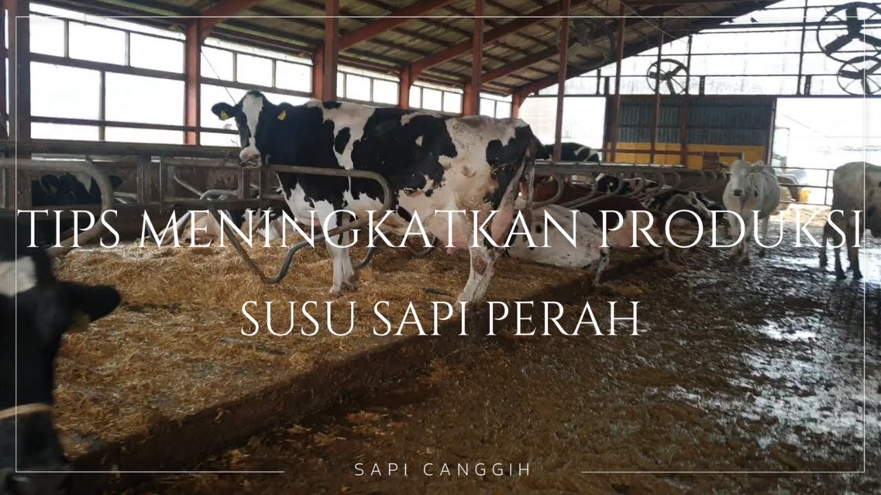 Tips Meningkatkan Produksi Susu Sapi Perah - YouTube