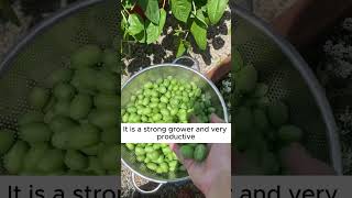 🌱🌞Grow your own Mexican Sour Gherkin Cucumber! #vegetables  #plants #garden #fruit Plants Mexican