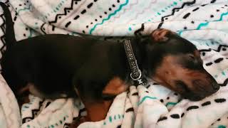 Patterdale Terrier Puppy Sleeping