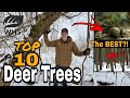 10 Best Trees For Whitetails