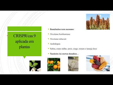 Vídeo: Aumentar A Imunidade Da Planta Com CRISPR / Cas