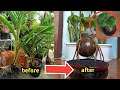 CARA MUDAH MEMPERINDAH BONSAI KELAPA | The easy way to beautify your coconut bonsai