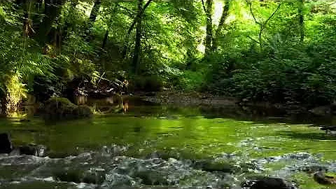 FOREST BIRDSONG, 8 HOURS OF RELAXING NATURE SOUNDS, NIGHTINGALE BIRDSONG