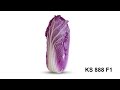 Cемена Китано. Выращивание пекинской капусты KS 888 F1