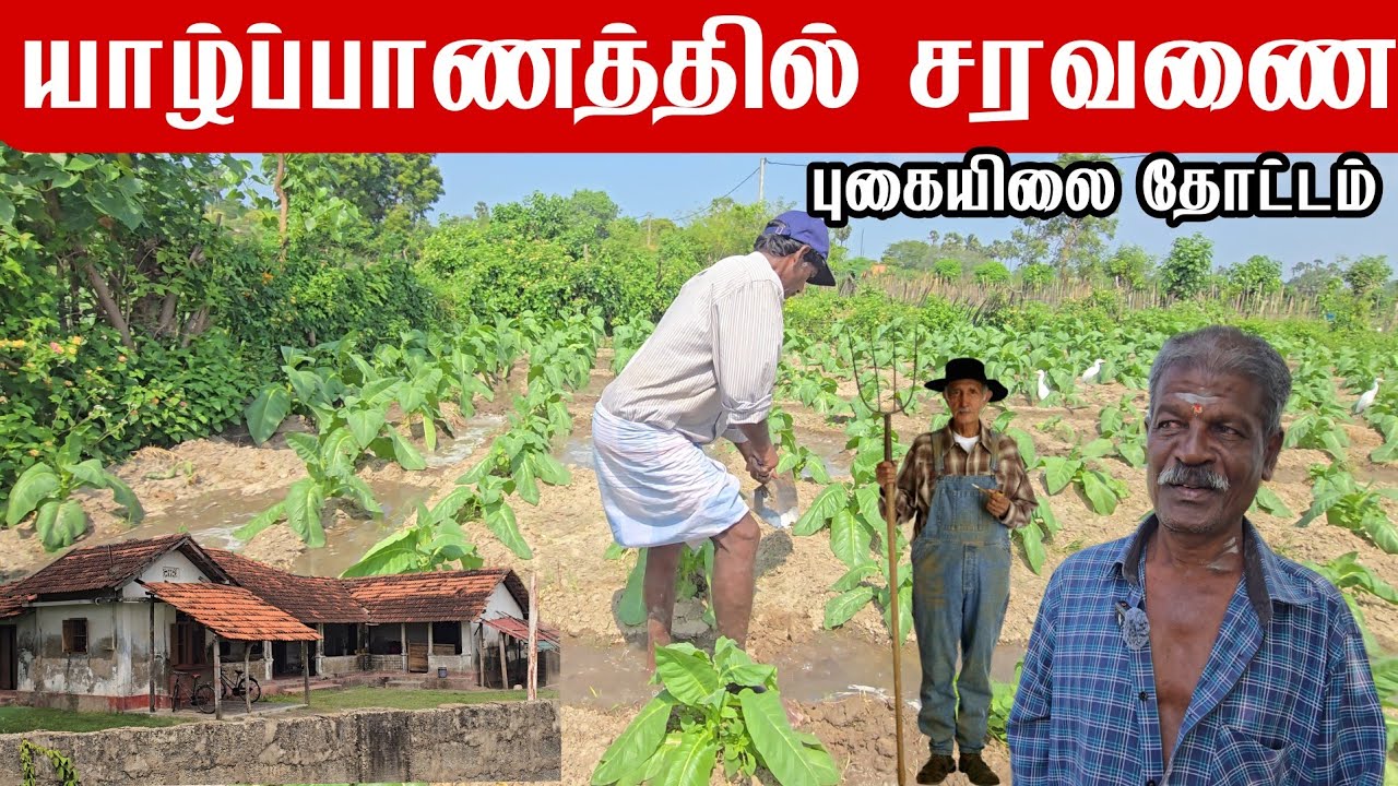 யாழ்ப்பாணம் சரவணை தீவு புகையிலை தோட்ட‌ம் Jaffna Saravanai Island Tobacco Plantation