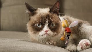 Коты приколы смешно до слез видео бесплатно 2019 - Смешные кошки МатроскинТВ Коты приколы смешно до слез видео бесплатно 2019 - Смешные кошки МатроскинТВ