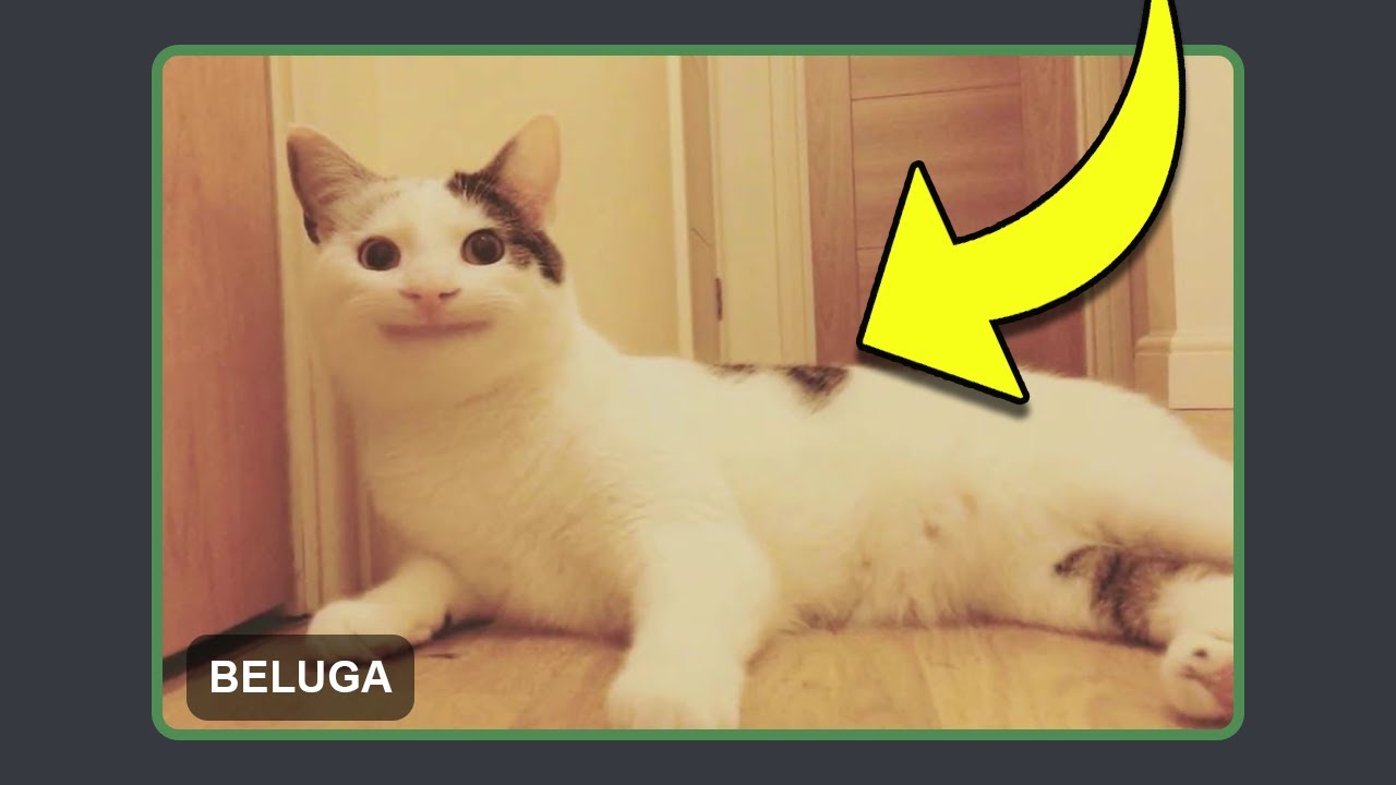 BeLugA MySTeRys  Funny cat faces, Beluga, Cat profile