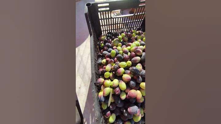 Las aceitunas más grandes del mundo #shortvideo #aceitunas #shorts #aceitedeolivavirgenextra