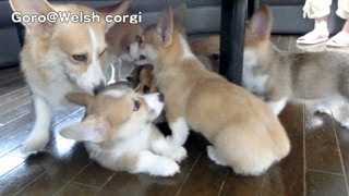 20130727 Part 6 cute corgi puppies & mam / コーギー子犬とママ