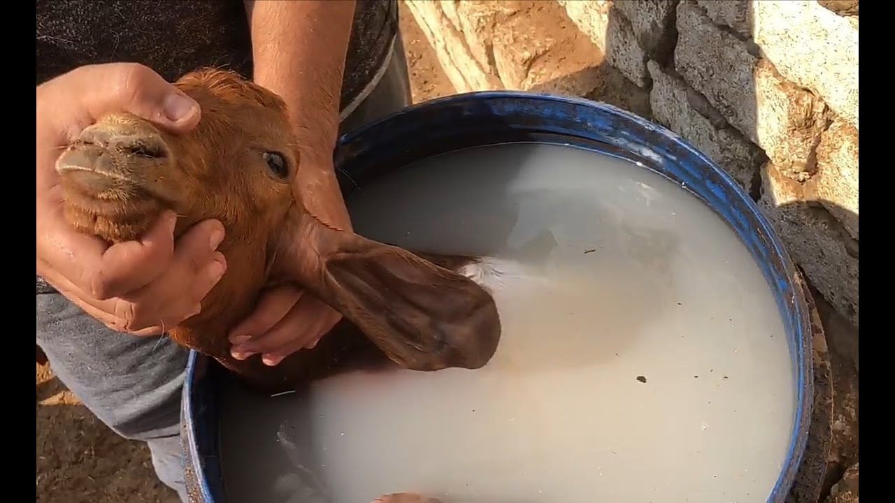 تغطيس الماعز شرح كامل وبالتفصيل لكل الخطوات للتخلص من البراغيت واى طفيليات خارجية