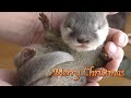 【生後31-32日目】サク復活劇!!Saku is back!!【カワウソ赤ちゃん】