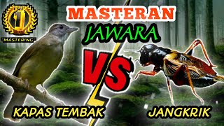 KAPAS TEMBAK VS JANGKRIK