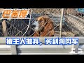 20201118—Dog Rescue in China巴吉度被主人卖到狗肉车无助的眼神,狗狗的命运就此被葬送了The basset hound was sold to slaughter truck