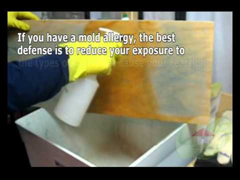 how-can-i-prevent-mould-on-or-after-growing-inside-my-house-in-hartford-ct---moldremoval.com