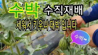 수박 수직재배 수박 세워서 키울 때의 장점과 유인 방법