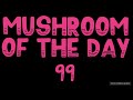 Mushroom of the day 99