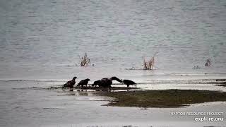 Mississippi River Flyway : Migrations and Bald Eagles (explore.org 11 01 2021)