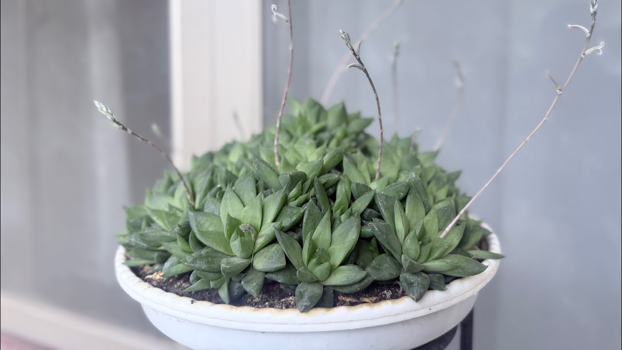 2.14情人節與春節一起過，逛超市扫年货。貨架紅通通，零食香噴噴，促銷喇叭自顧自嗨，顾客不多，走道轉彎略帶風。街市里最讨喜的是对联與灯笼，討個喜慶過大年。馬年，咱這麼過！