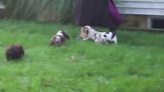 Cocker Spaniel Puppies For Sale