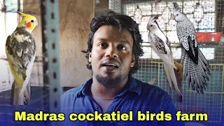 Budget friendly cockatiel bird farm in chennai | தமிழ்