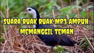 Suara pikat Burung Ruak - Ruak full no Iklan ✅